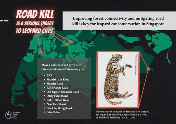 leopard cats conservation