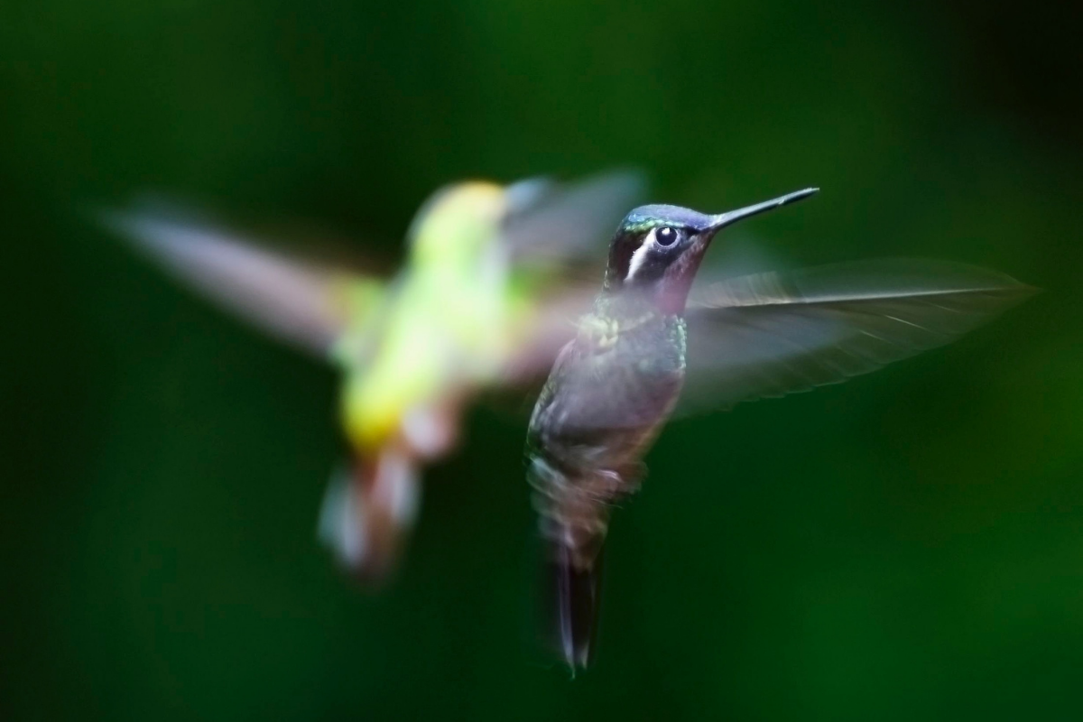 what if we are all hummingbirds