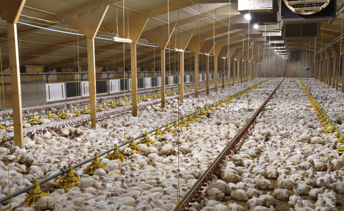 factory farmed chickens